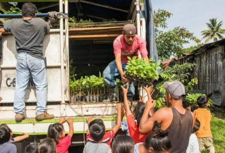 Onetreeplanted Guatemala